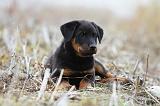 BEAUCERON - PUPPIES 177